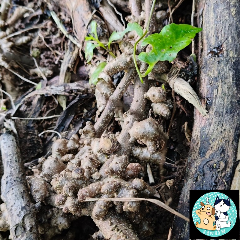 新鮮現採種子自售 川七種子 台灣種植用川七 本土川七種子 新鮮上市, 台灣原生種川七 藤三七 洋落葵 落葵薯 熱帶皇宮菜 | 蝦皮購物