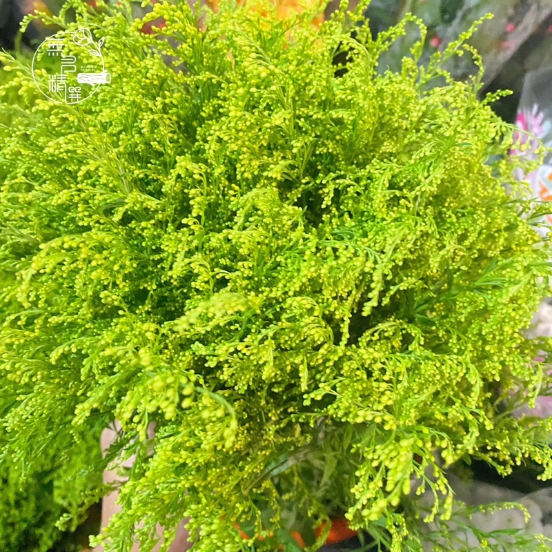 各式 鮮花 花束 現貨 玫瑰 桔梗 百合