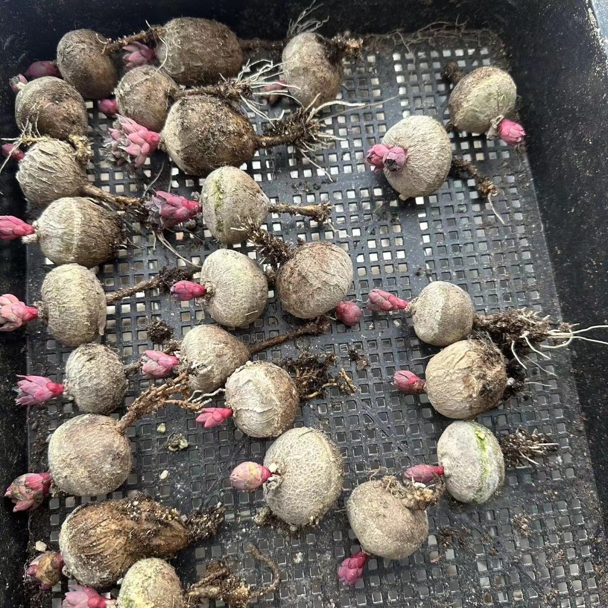 玫瑰大戟種球 玫瑰大戟塊根進口稀有多肉植物 植物Euphorbia fischeriana狼毒大戟種球 超低價 | 蝦皮購物