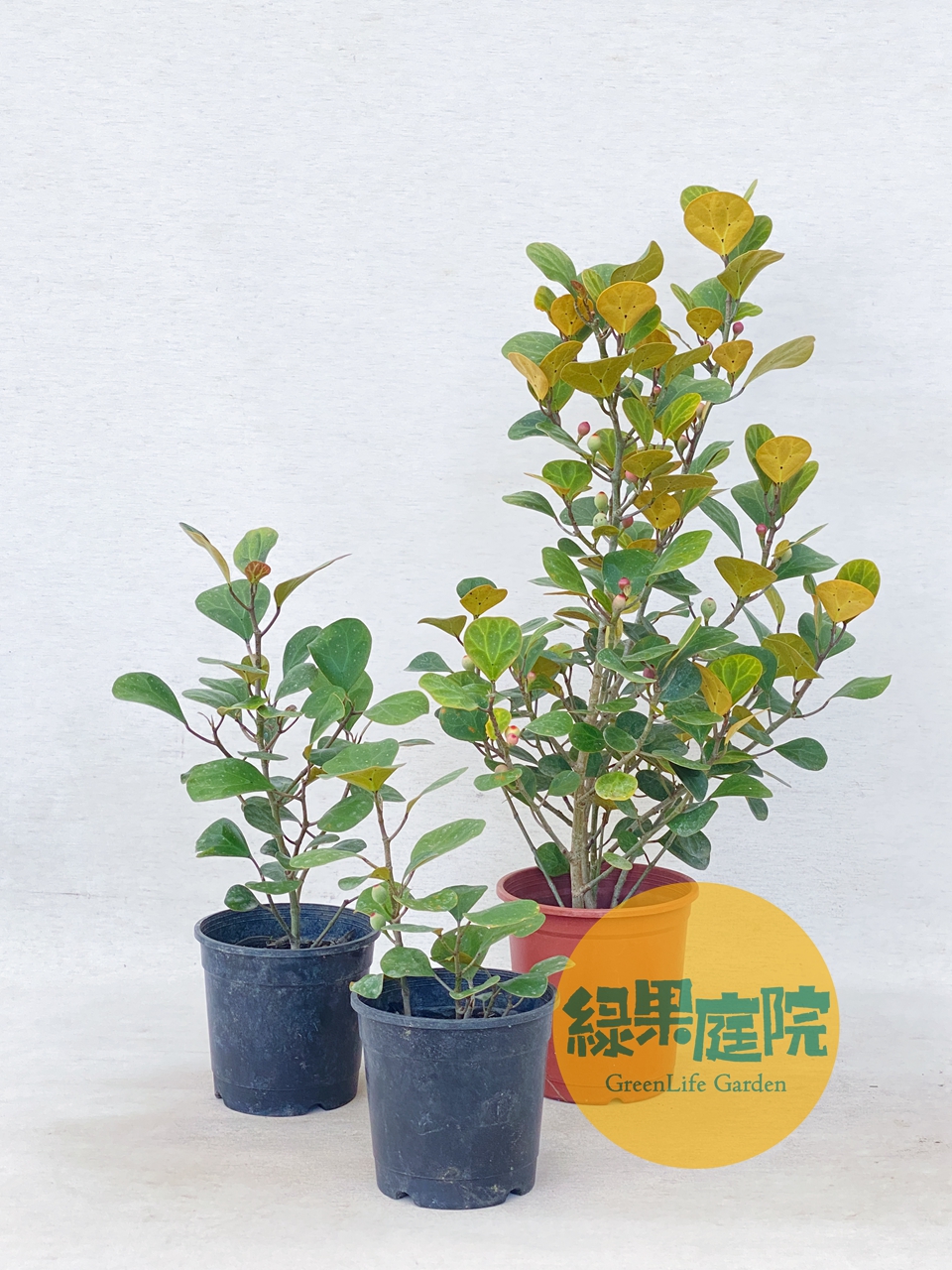 綠果庭院-花卉苗木 圓葉金錢榕 小盼菩提 Ficus diversifolia 金背異葉圓葉榕 葉背金黃超耐陰 | 蝦皮購物
