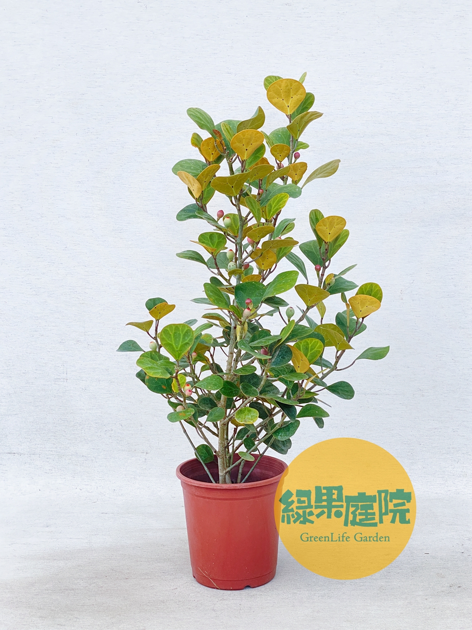 綠果庭院-花卉苗木 小盼菩提 巨美株 Ficus diversifolia 金背異葉圓葉榕 圓葉金錢榕 室內超耐陰好物 | 蝦皮購物