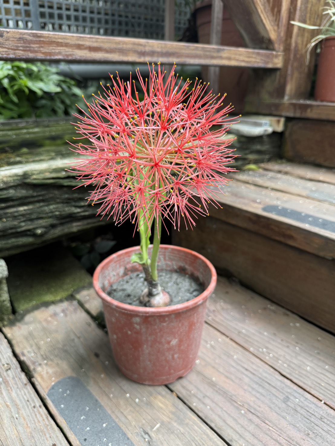 田尾玫瑰園 l 火球花 ' 6吋盆 球根植物 (款式眾多歡迎詢問) | 蝦皮購物