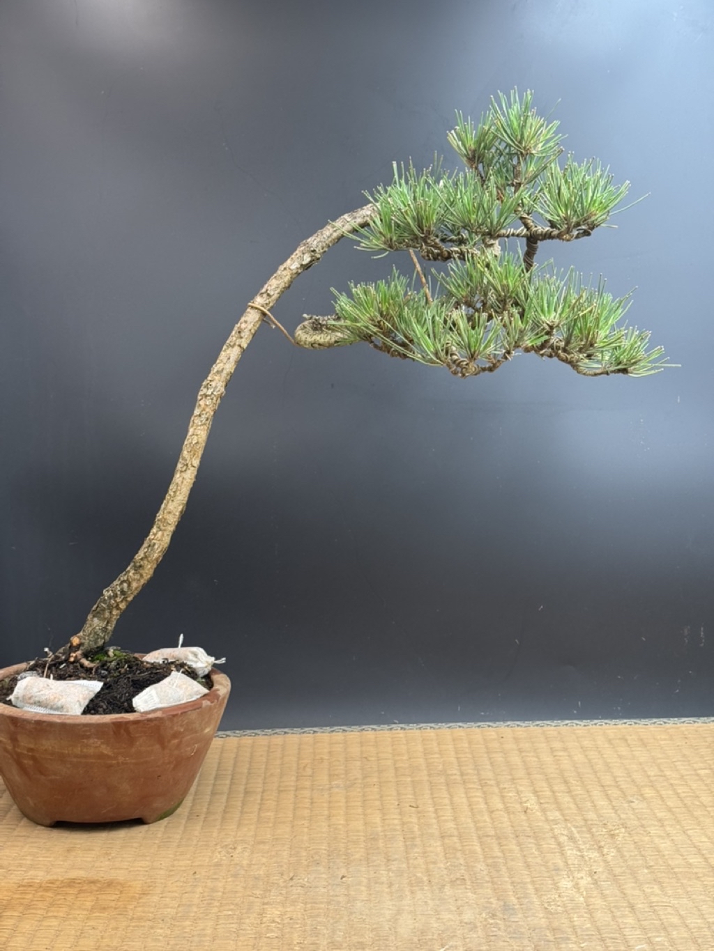 tw-11134208-7rbk5-mawf9tutu83a68