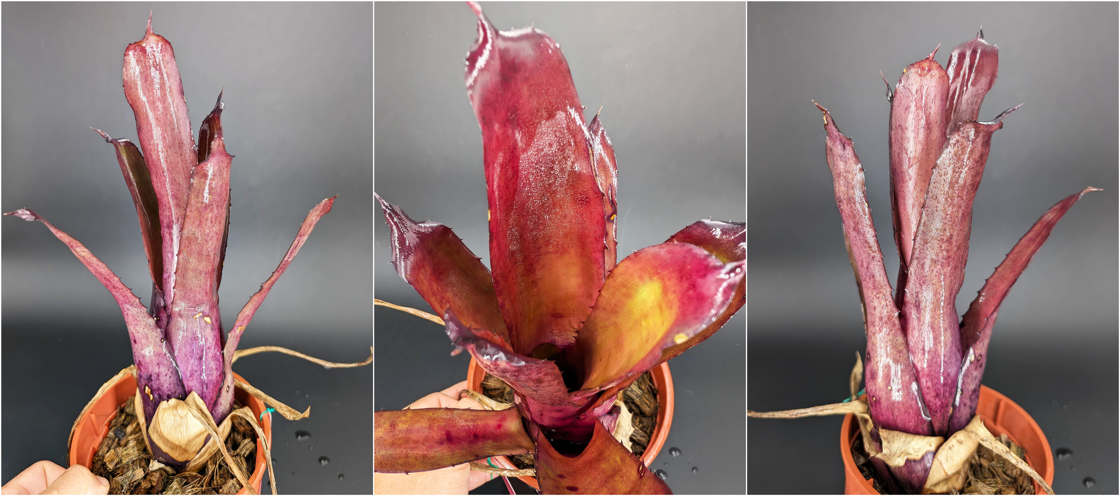 Hohenbergia Pennae x Lemei (Red Clone)