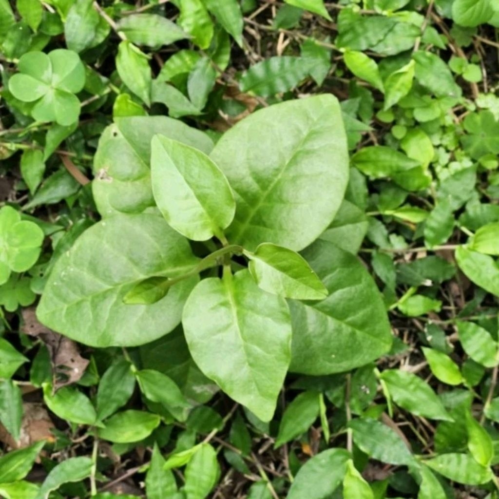 川七洋落葵安心野菜｜賣3吋種苗盆栽 | 蝦皮購物