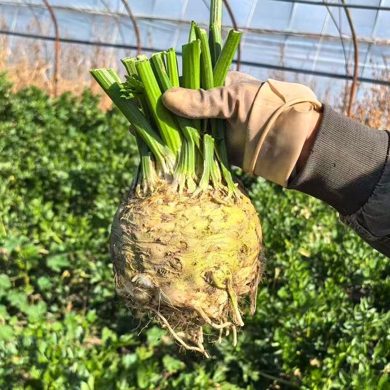 【原廠包裝】根芹種子（Root Celery） 罕見根莖蔬菜 球莖香芹 膨大根部可食用 煮湯燉肉超甜 陽台盆栽蔬菜種子 | 蝦皮購物