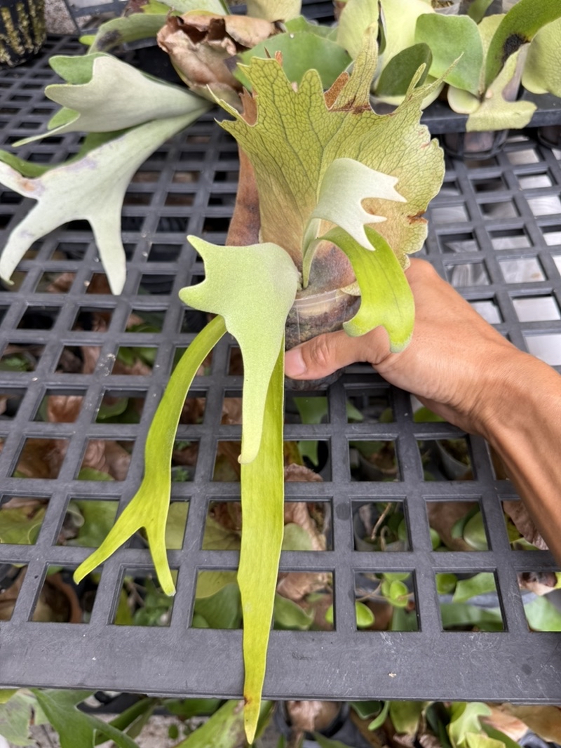 Fern➰蕨戀➰Love 』「 P. AG12 Sporeling 」泰國清邁Stem Fern