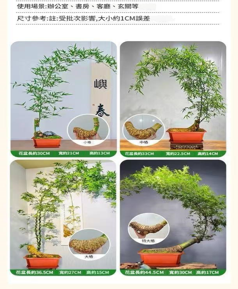 園藝優選【小葉簕竹】觀賞盆景 簕竹老樁 四季長青 富貴竹 節節高升 竹報平安 綠植盆栽 室內好養 水竹盆景 | 蝦皮購物