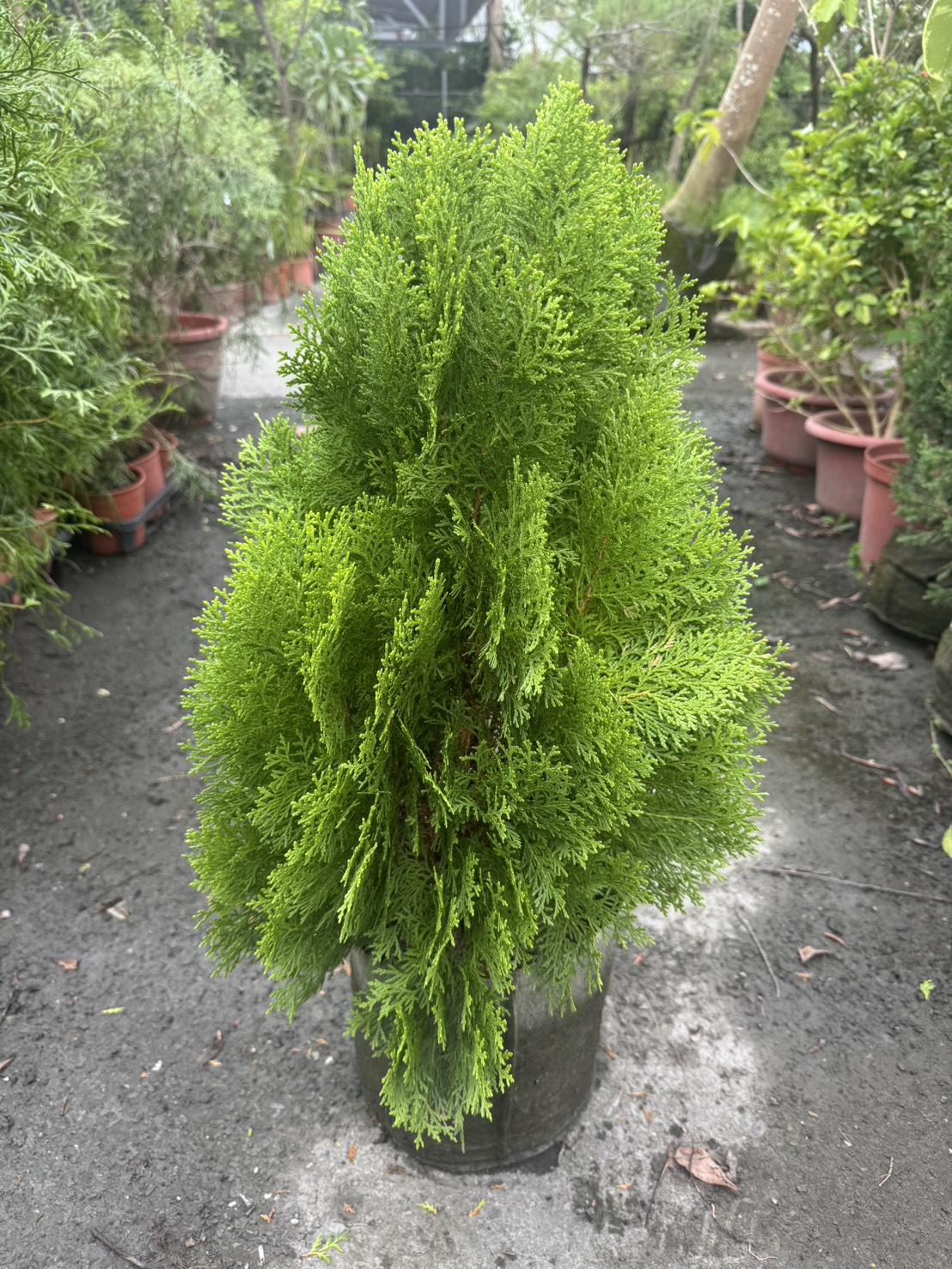 田尾玫瑰園 l 黃金扁柏 6吋高40公分 8吋高55公分 松柏植物 (植物眾多歡迎詢問) | 蝦皮購物