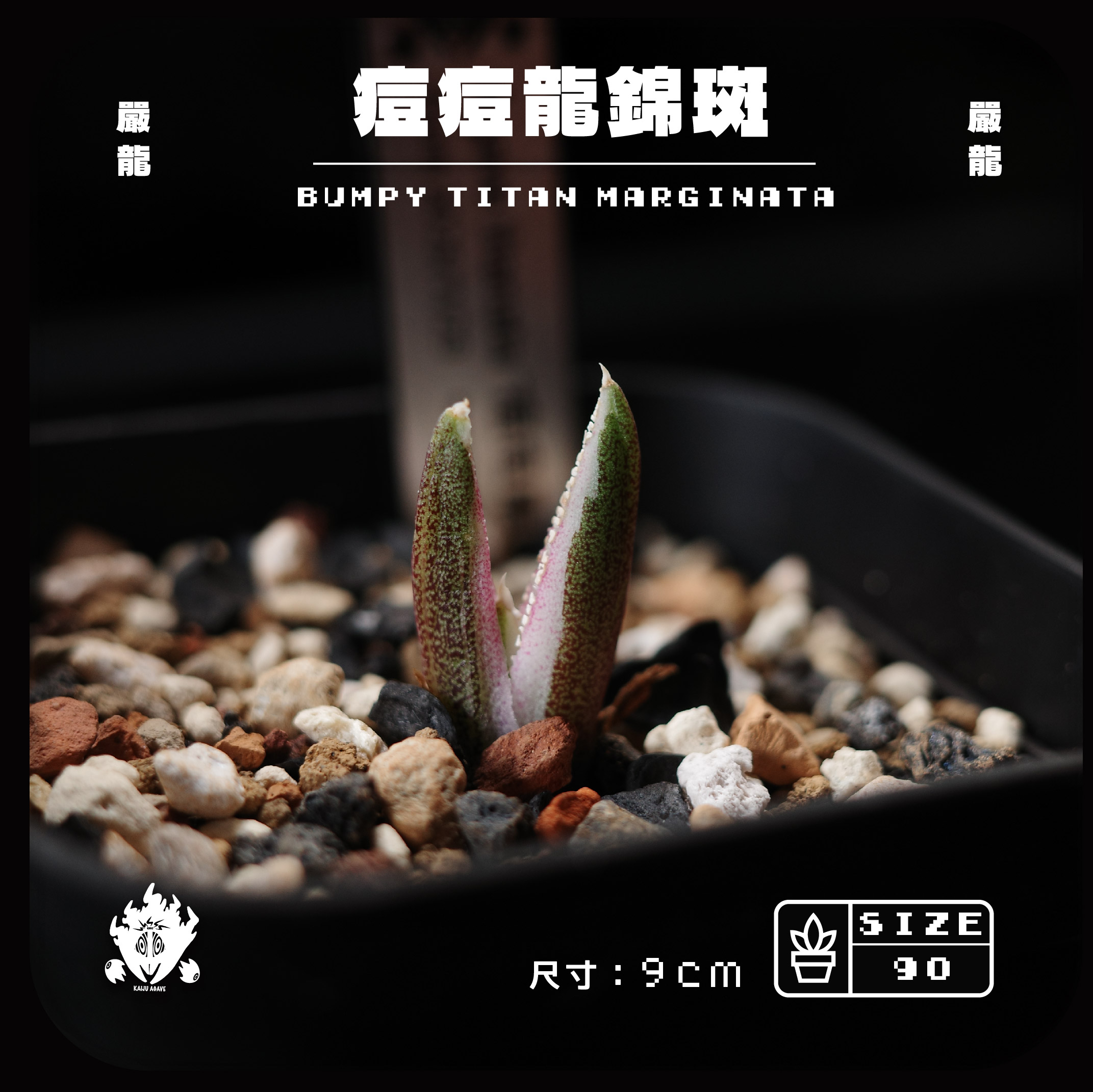 [ KAIJU AGAVE ] 痘痘龍錦斑 大甲蓋 痘痘龍 龍舌蘭 現貨 一物一拍 燈養嚴龍 妖炎 塊根 介質 黑膠盆 | 蝦皮購物