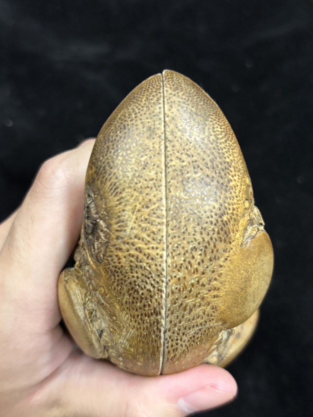 正宗台灣竹頭筊杯 刺竹頭五星虎皮難得極品 每個竹頭都要從泥土中挖出來 要非常小心不能傷到竹頭表皮 一一鋸斷竹頭 | 蝦皮購物