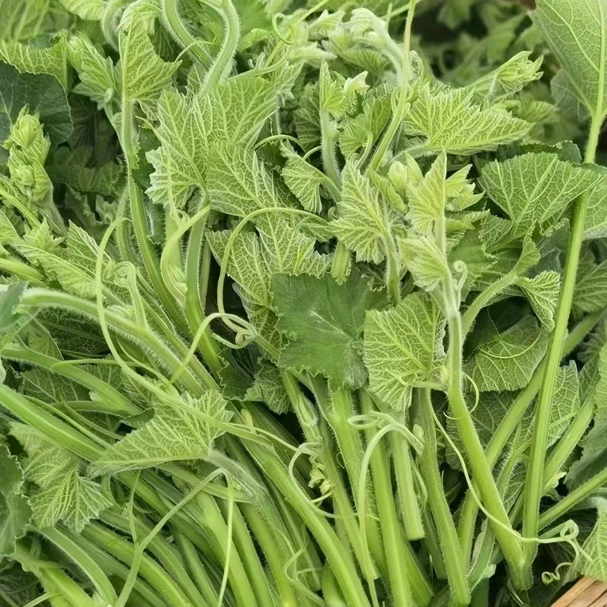 南瓜尖種子（Pumpkin Tip） 四季可播 龍鬚菜/南瓜苗 專用採嫩梢 耐熱好種 健康野菜 新手友善 | 蝦皮購物