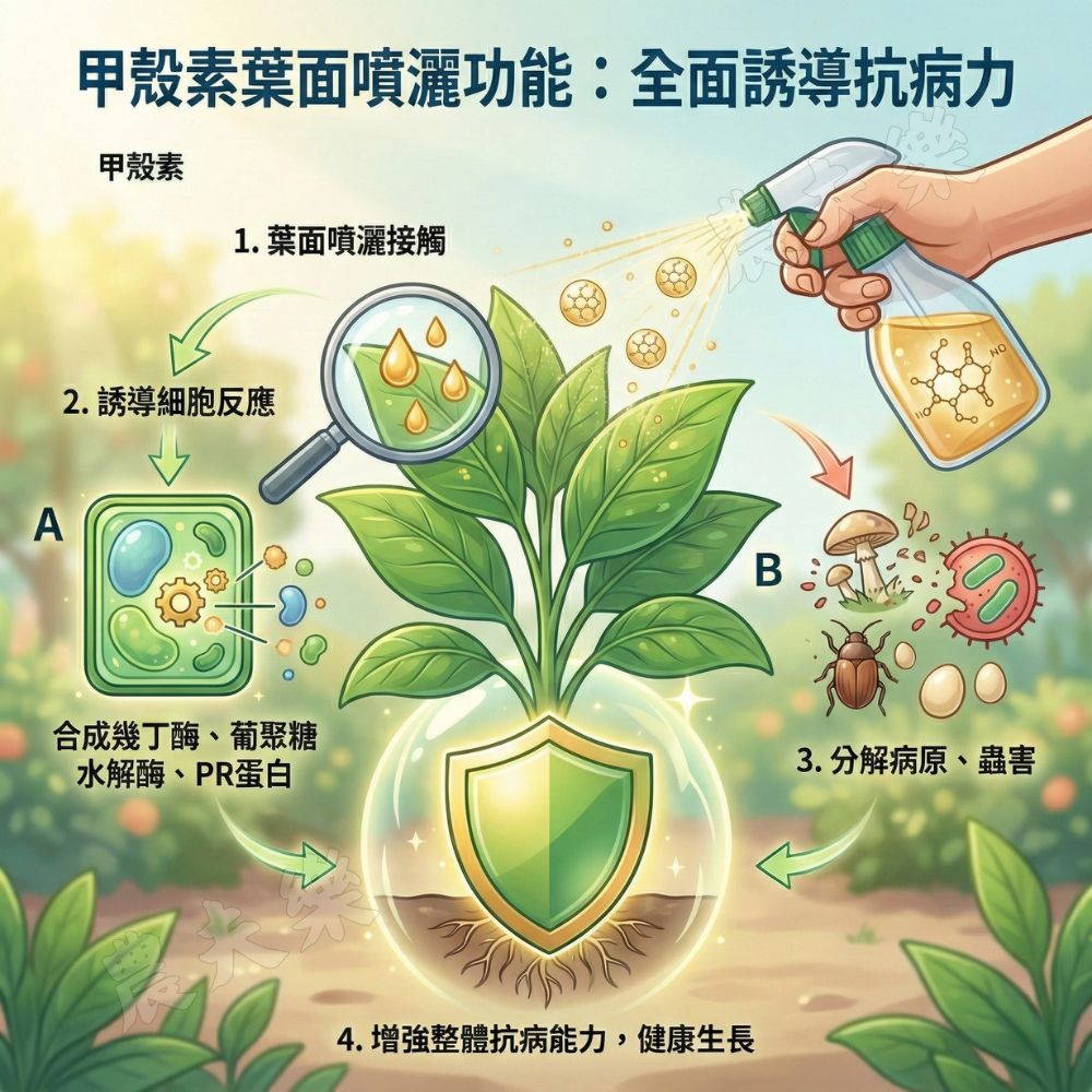 【現貨】甲殼素 放線菌 線蟲 根瘤線蟲 放射線菌 木醋甲殼素 莎氏寶 微生物菌 肥料 根部肥料 園藝 土壤改良 農夫樂 | 蝦皮購物
