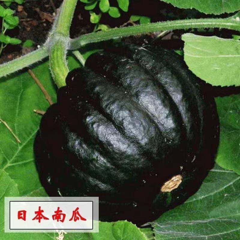 【原廠包裝】日本栗子南瓜種子（Japanese Pumpkin）16粒 粉質香甜 栗子口感 家庭菜園 陽台盆栽 豐產易種 | 蝦皮購物