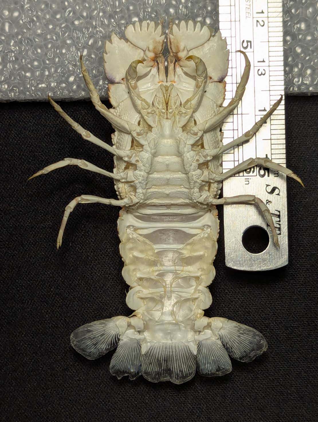 蟬蝦標本 粗糙硬甲蟬蝦 Petrarctus rugosus 手工剝製乾燥標本 台灣產 | 蝦皮購物