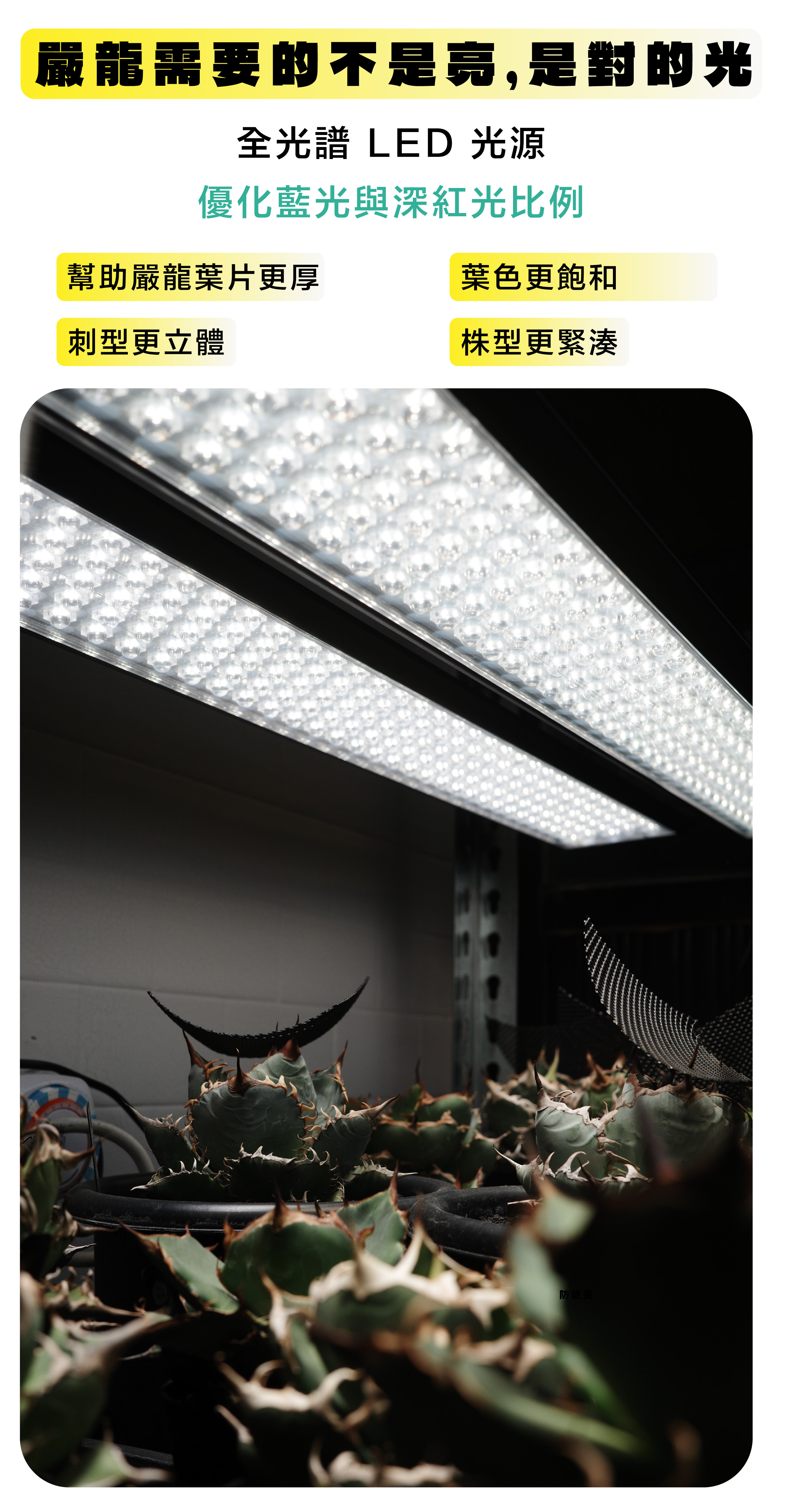 台灣現貨 當日出貨 貴祥植物排燈MAX 效能強化30% 5 排燈珠設計高透光鏡片 塊根 龍舌蘭 多肉 仙人掌專用植物排燈 | 蝦皮購物