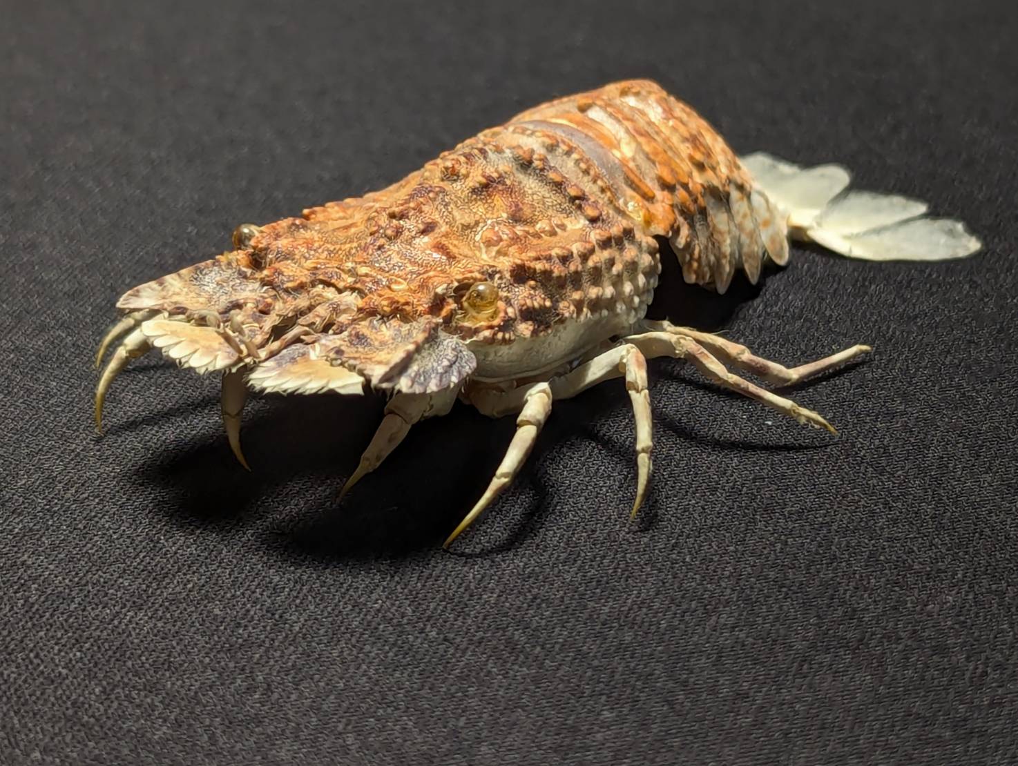 蟬蝦標本 粗糙硬甲蟬蝦 Petrarctus rugosus 手工剝製乾燥標本 台灣產 | 蝦皮購物