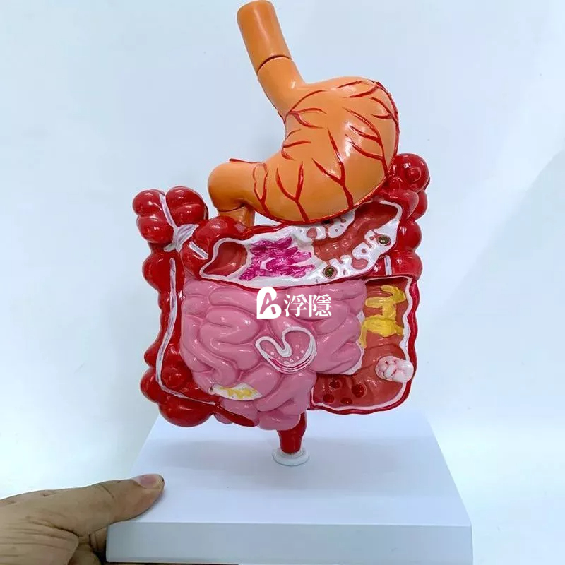 有貨熱賣 人體消化系統解剖模型大腸模型直腸十二指腸內臟腸胃解剖構造模型 人體模型 器官模型 詳細 標註 教學模具 | 蝦皮購物