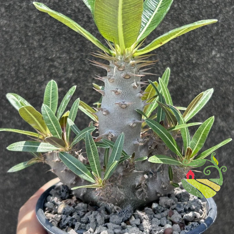 Moringa drouhardii (Madagascar ) モリンガ・ドロウハルディー マダガスカル固有種 塊根 多肉植物 希少種 - 観葉植物