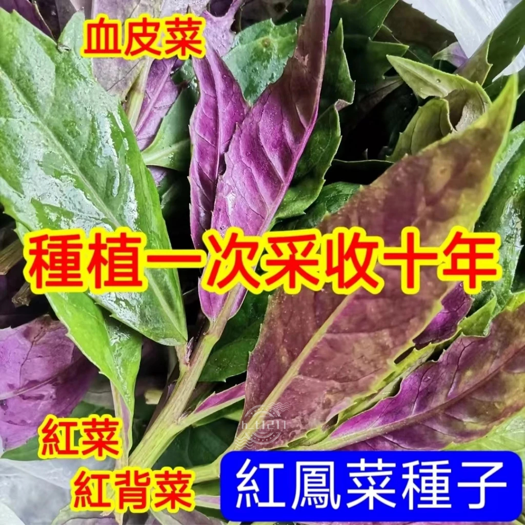 💥💥【紅鳳菜種子】紅背菜 血皮菜 紅菜種子 四季種植蔬菜種子 菜籽 種植一次多茬採收 庭院陽台可種植 可盆栽地栽 菜園 | 蝦皮購物