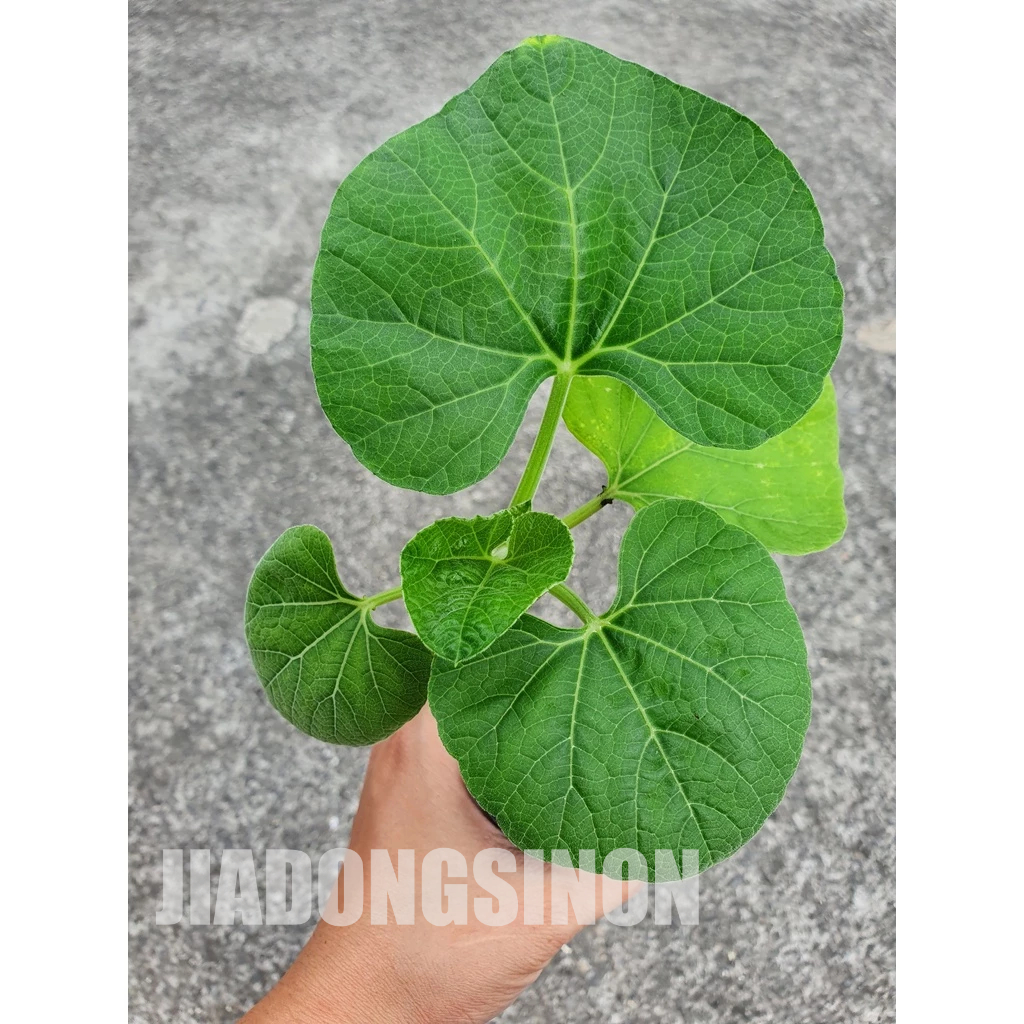 【菜苗】梨蒲瓜 瓠瓜 匏瓜 1株1盆 2.5吋盆 超取上限10盆 | 蝦皮購物