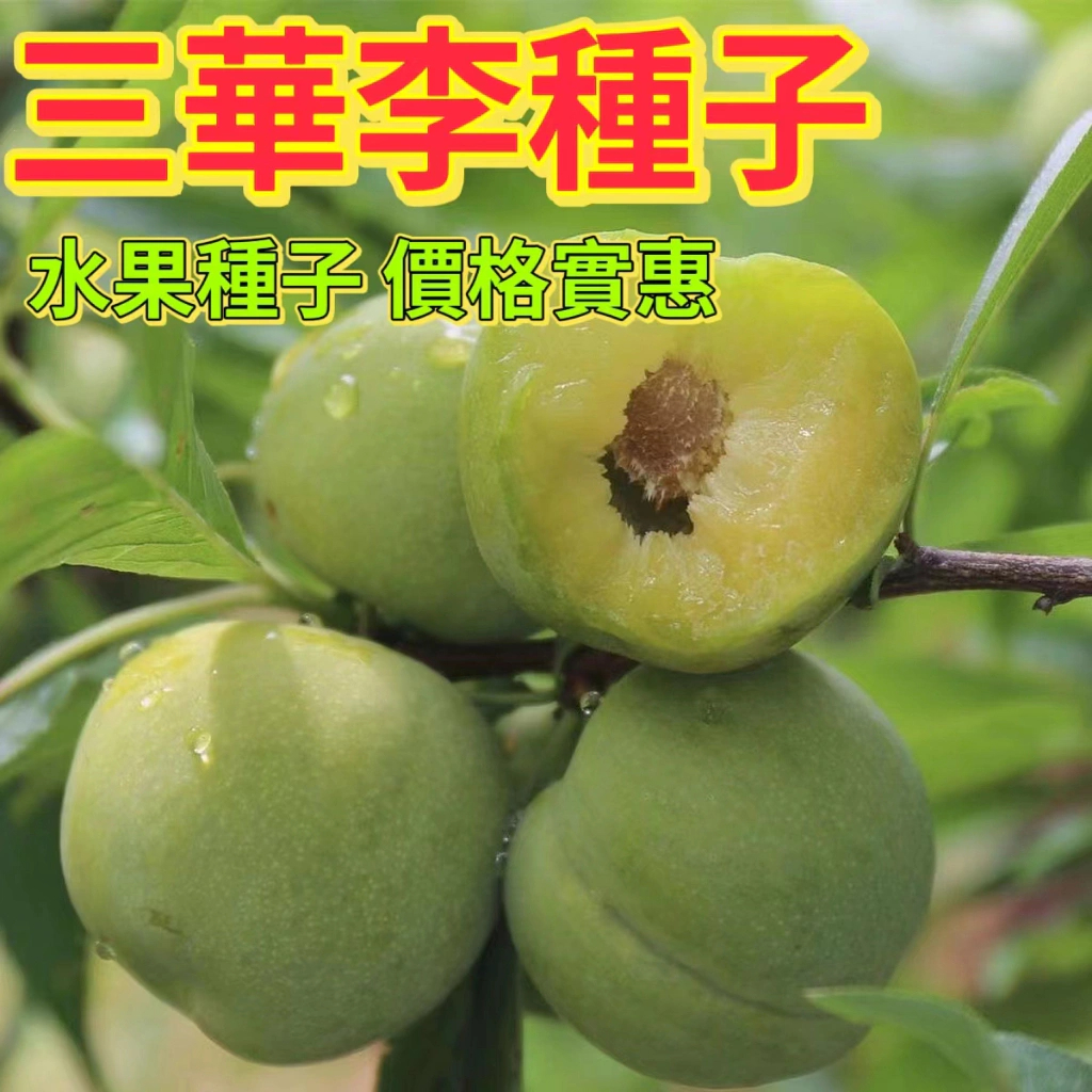 新鮮現挖三【華李種子】早季三月李 三華李種子茵紅李/桃形李/新種子易發芽好種 品種大全 多款稀有 發芽率超高 | 蝦皮購物