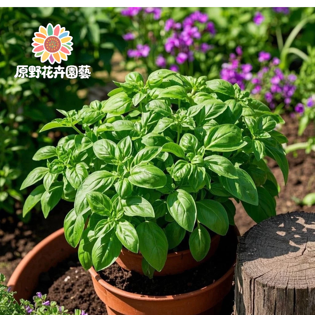 （2025新到貨）四季羅勒種子（丁香羅勒密葉羅勒驅蚊香草種子）九層塔種子多年生香菜庭院陽台盆栽菜園蔬菜種子調料香料 | 蝦皮購物