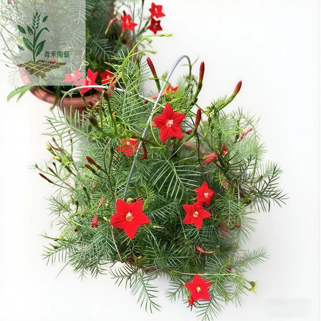 美品‼️ T.sucrei 選抜 銀葉種 赤花 青禾園藝（羽葉蔦蘿種子）稀有圓葉蔦蘿星星花種子多款顏色可選爬藤花