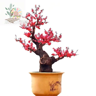 紅梅- 優惠推薦- 2026年2月| 蝦皮購物台灣