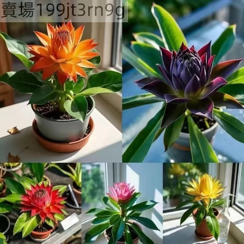 現貨地湧金蓮種子（50粒）四季種植超長花期地湧金蓮種子四季種植超長