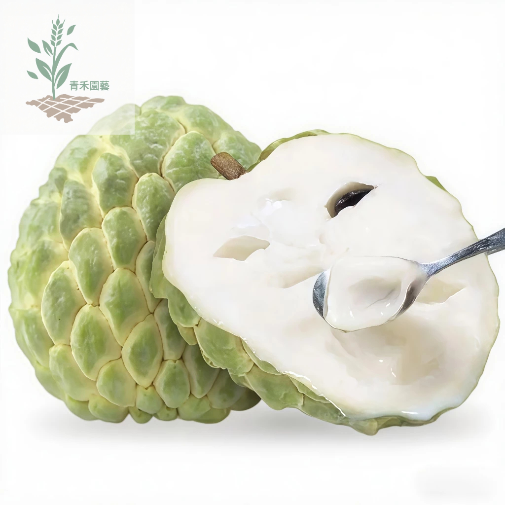 青禾園藝（釋迦種子）四季種植 釋迦果 番荔枝 種子全網最齊全釋迦果樹苗 台灣番荔枝 佛頭果 水果樹種子 水果種籽 | 蝦皮購物