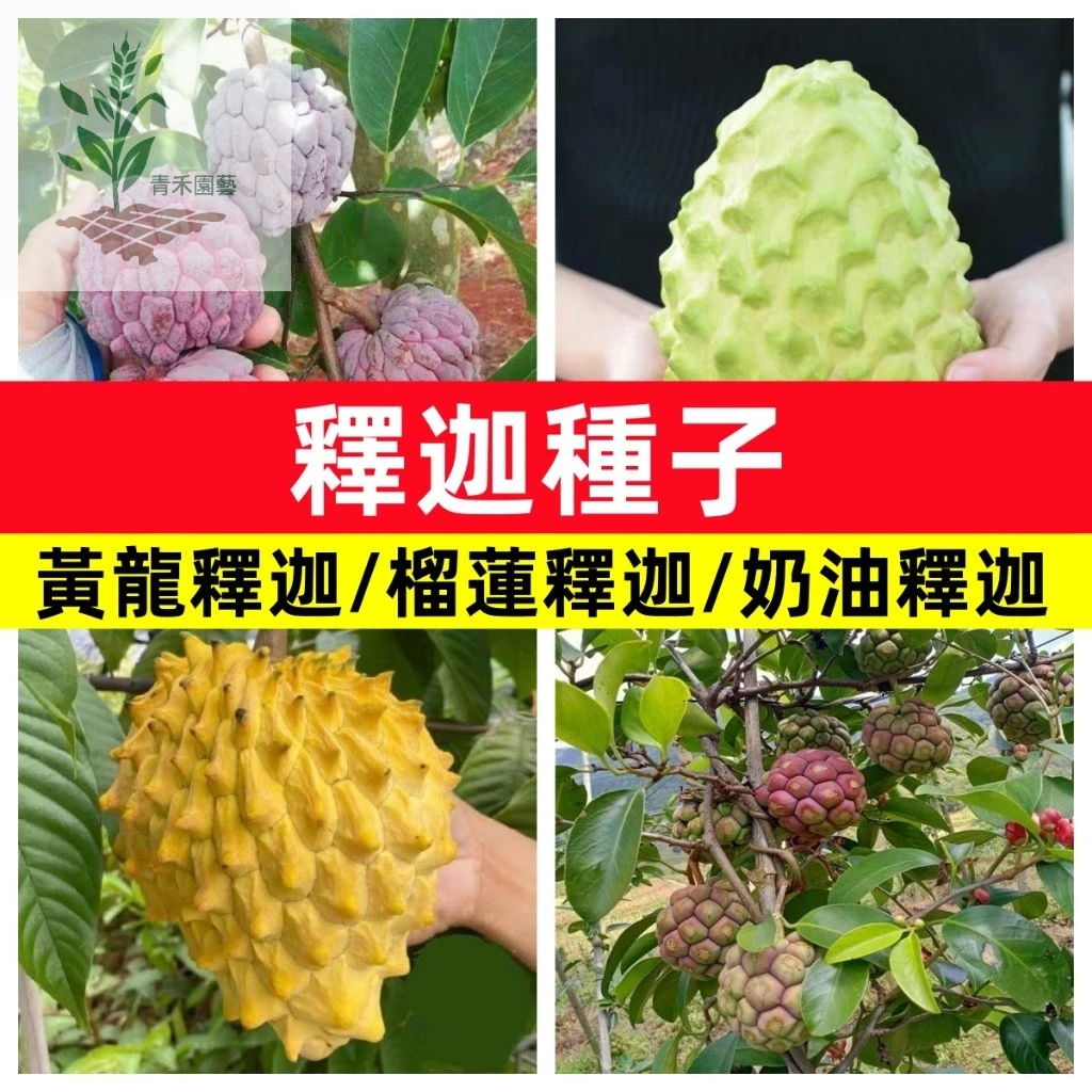 青禾園藝釋迦種子評價：25元值不值得買？從發芽率、結果時間到新手風險一次看 (10/10)