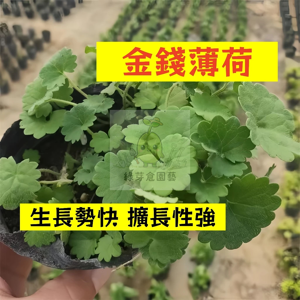 【台灣香草】金錢薄荷種子｜清涼提神 煮茶入菜｜窗 …