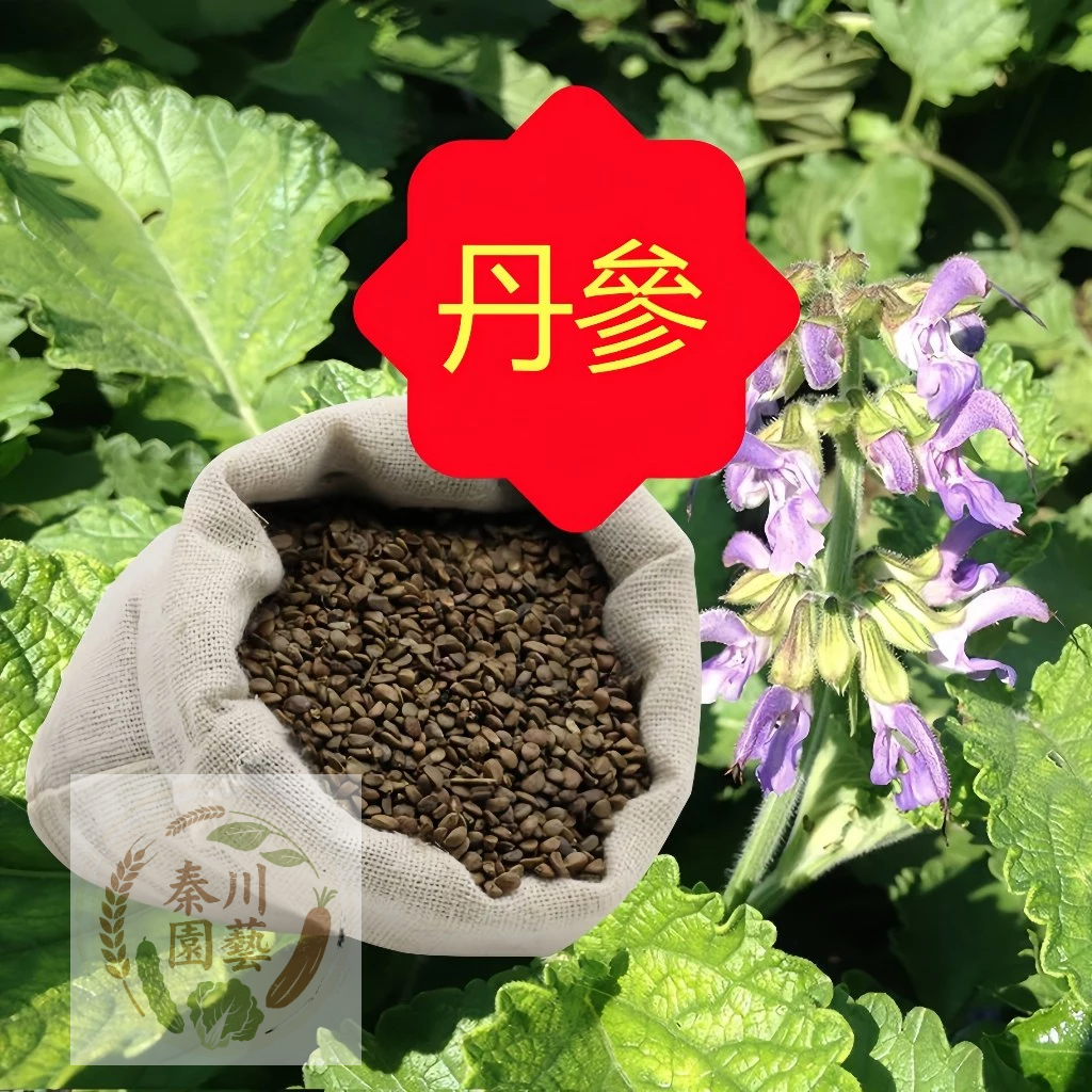嘉儀現貨（丹參種子）新丹參種子丹參苗 優質中藥材益母草丹參紅花種籽 四季種植苗紅血參種子大紅袍赤參種子 | 蝦皮購物