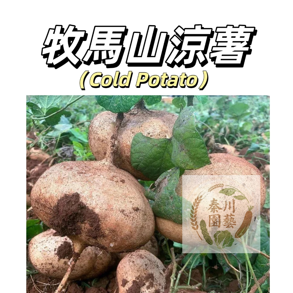 豆薯｜優惠推薦 - 蝦皮購物 - 2026年7月