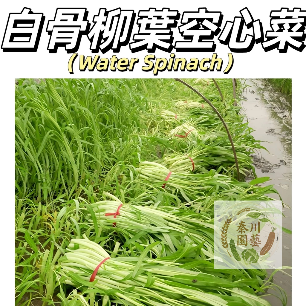 現貨（台灣白骨柳葉空心菜KXC-7）通心菜 雍菜 空心菜種子 蓊菜種子 白梗蔬菜種子 新手易種簡單管理@食用蔬菜種子 | 蝦皮購物
