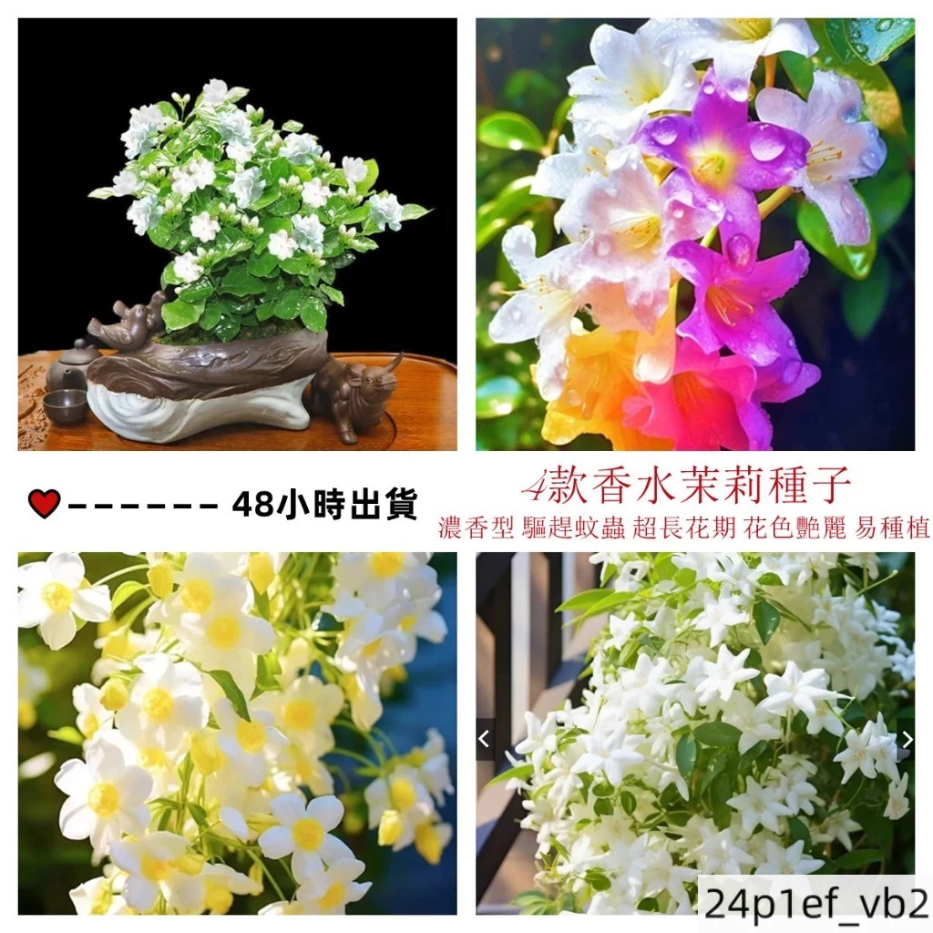 香水茉莉花 茉莉花 盆栽 茉莉花 香水茉莉濃香茉莉花盆栽驅蟲輻蚊四季
