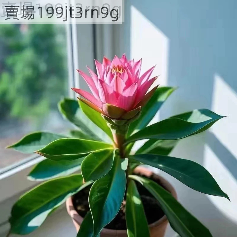 現貨地湧金蓮種子（50粒）四季種植超長花期地湧金蓮種子四季種植超長