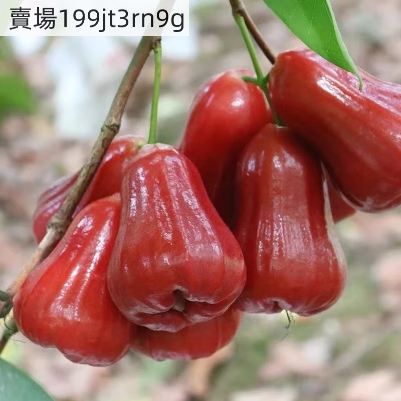 黑金剛蓮霧｜優惠推薦- 蝦皮購物- 2026年7月