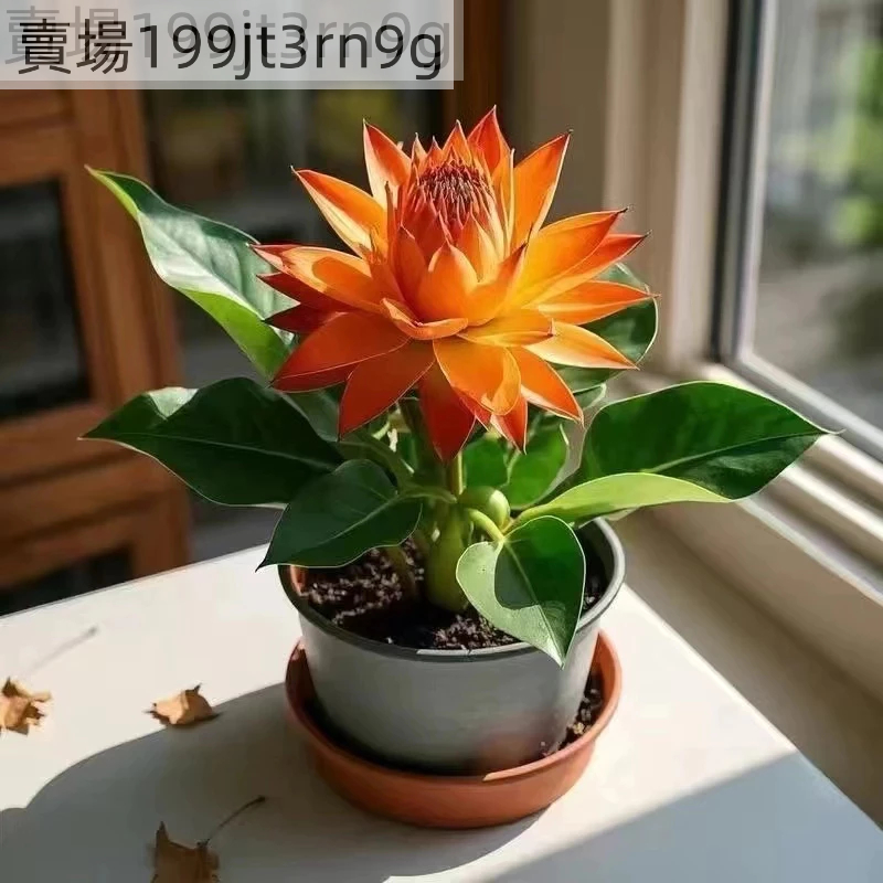 現貨地湧金蓮種子（50粒）四季種植超長花期地湧金蓮種子四季種植超長