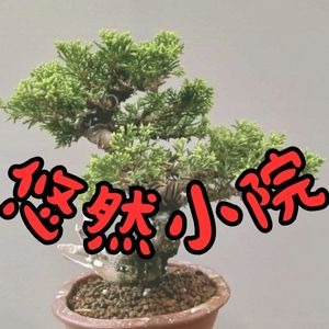 580Q-絕美10幾年樹齡l 超扭轉風飄樹型l 系魚川真柏l 極品盆栽l