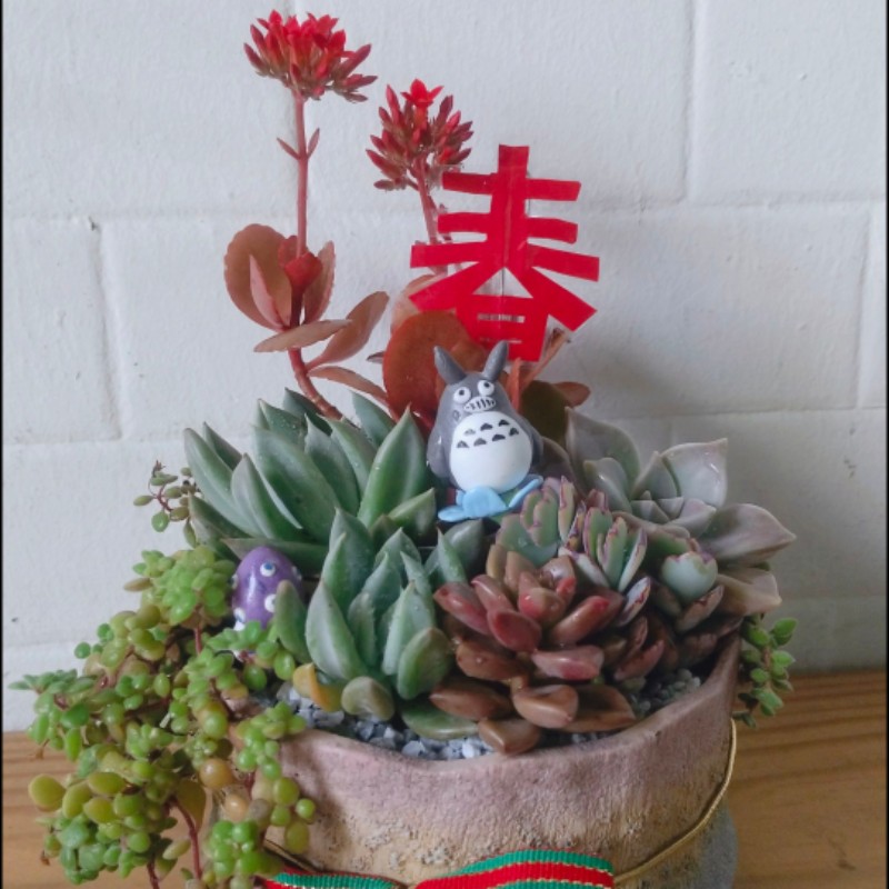 紫砂豹紋皮(蘿藦蘿摩)阡插枝條*1-多肉植物/多肉盆/蘿藦科-入門