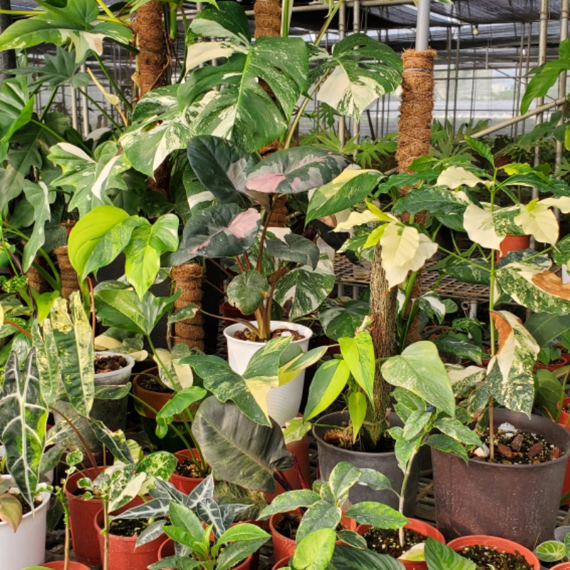 Philodendron Ecuadorian Canoe Leaf 4.5|