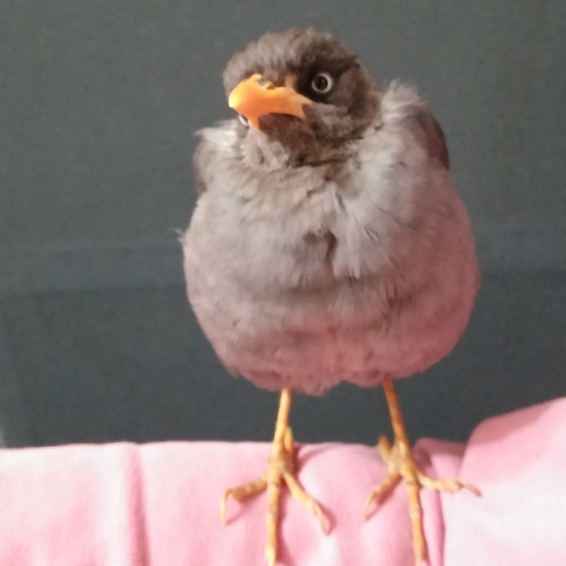 鏡牙X 63B-1.5 Amazon | ダイワ(DAIWA) タチウオジギングロッド 鏡牙X 63B-1.5