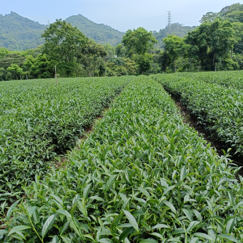 2025年坪林比賽上等香韻蜜香紅茶Pinglin Fragrant Black Tea一台斤600