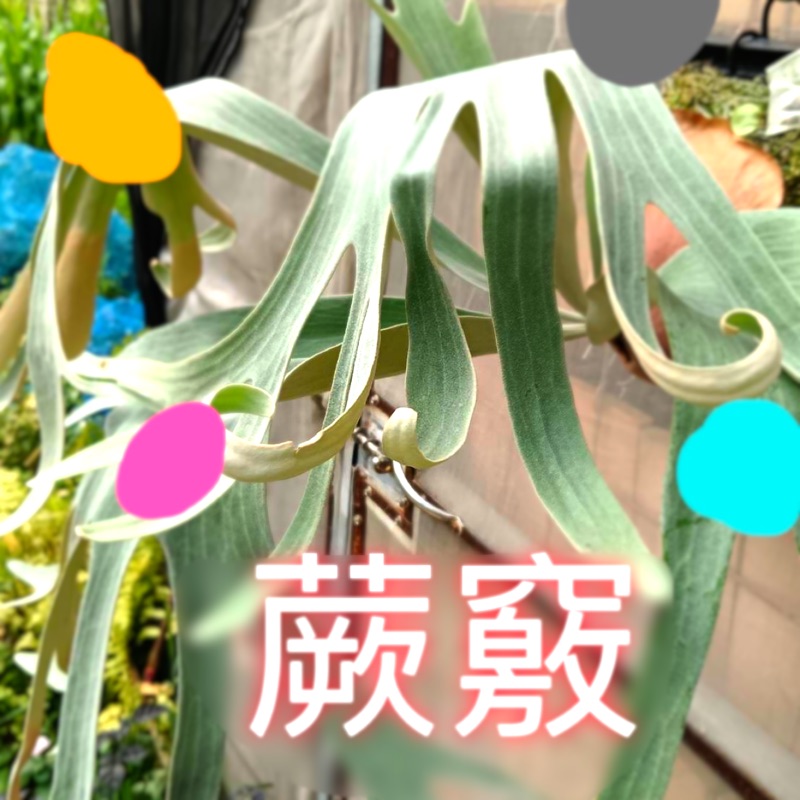 その他 P. willinckii cv. Cold Moon (pup)23/3/2 Fern➰蕨戀➰Love 』「 Willinckii cv. Cold moon 」冷月酷冷的