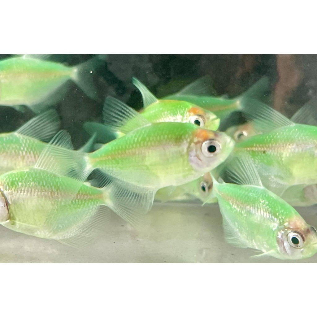 【蝦迷水族】螢光磚魚 藍磚 紫磚 檸檬綠磚 黃虎磚 綠虎磚 粉紅虎磚 天使魚 彩群 水族飼料 飼料 水族 | 蝦皮購物